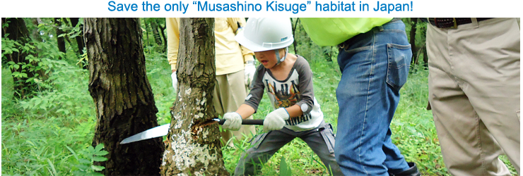 Save the only "Musashino Kisuge" habitat in Japan!