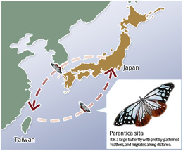 It is a large butterfly with prettily-patterned feathers,  and migrates a long distance.