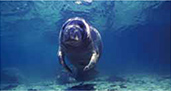 Link to Loss of marine ecosystems that are vital to coastal water areas